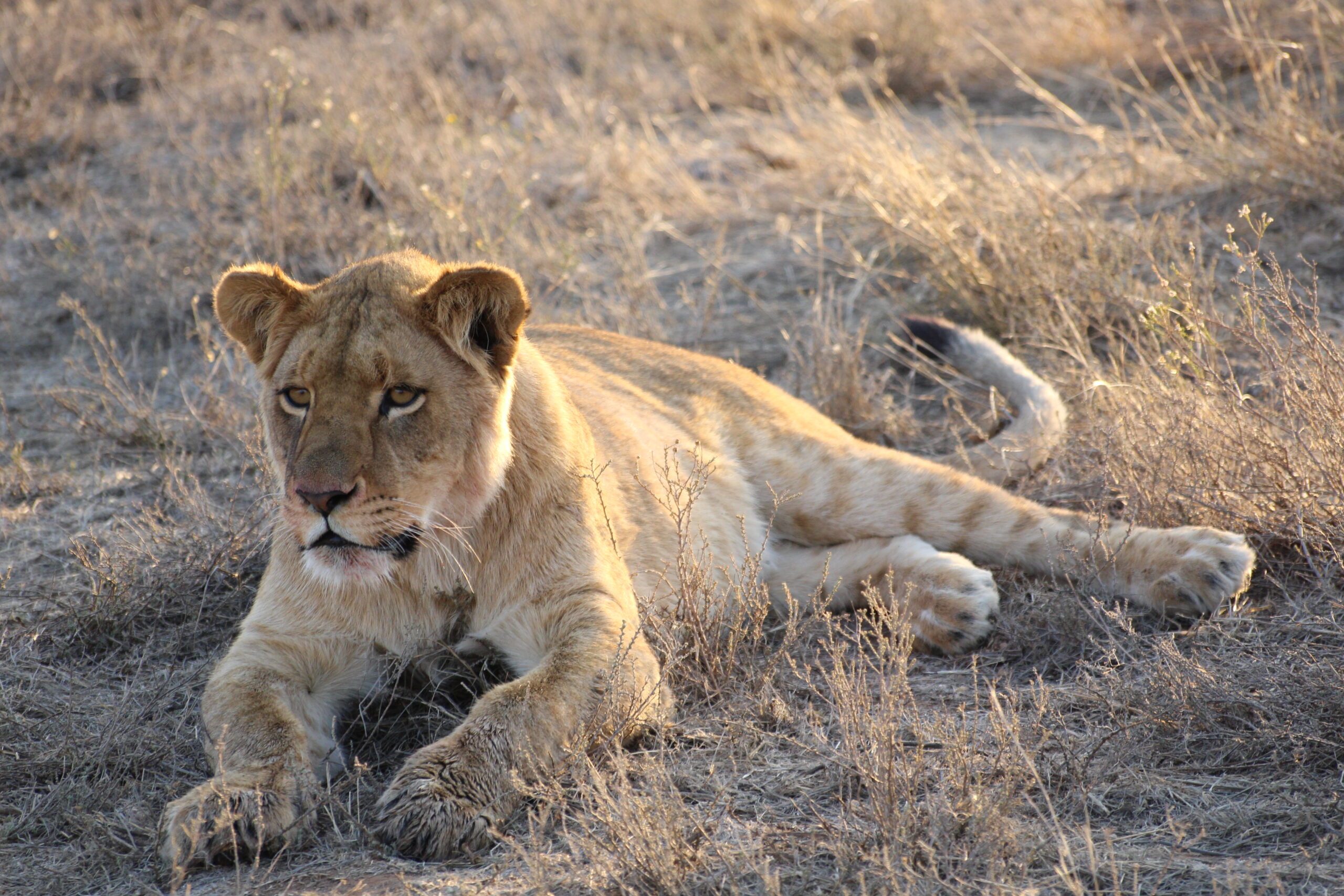 Read more about the article Felidae Centre – Rezerwat Dzikich Kotów w RPA